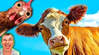 Funny roosters vs funny cows and calf | Mr. COVER