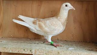 2024 Rare Coloured Racing Pigeons - Adam Archer Pigeons