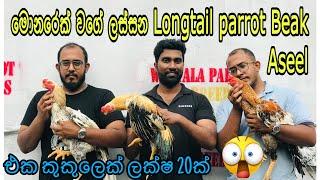 ලක්ෂ ගානක් වටින Long tail Parrot Beak Aseel කුකුල්ලු හැදීමේ රහස් මුල ඉදන්ම | Kukullu Hadana hati