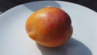 Tasting a rare so-called 'gourmet' mango in the UK, the variety is 'Maya'