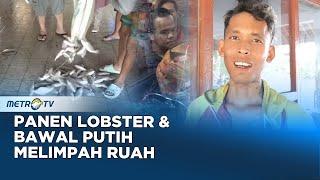 Nelayan Kebumen Sumringah, Panen Lobster & Bawal Putih Melimpah
