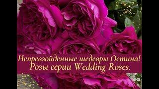 Непревзойденные шедевры Дэвида Остина!  Розы серии Wedding Roses.