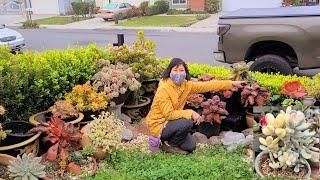 Three beautiful gardens of SUCCULENTS, perennial cactus in the US