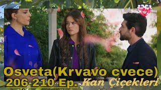 Kan Çiçekleri Episode 206-210 content with translation (Season 2)