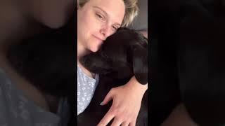 Excessively Snoring Labrador ~ What A Slob Dog! ASMR #shorts