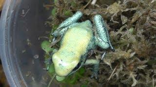 Unboxing Poison Dart Frogs, P. terribilis 'mint'