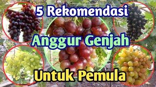 5 Rekomendasi Jenis Anggur Import Genjah Cocok untuk Pemula Part 1