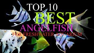 TOP 10 Most Beautiful Angelfish for Freshwater Aquariums