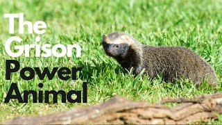 The Grison Power Animal