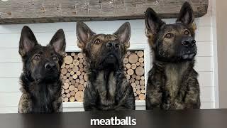 3 German Shepherds Try Different Foods
