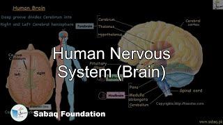 Human Nervous System (Brain), General Science Lecture | Sabaq.pk