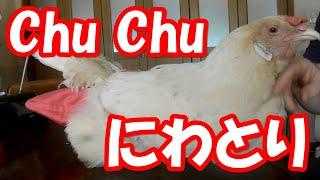 Chu🩷 Chu🩷 にわとり Chu🩷 Chu🩷 chicken【鶏 オムツ 鳥 おむつ ペット ニワトリ】