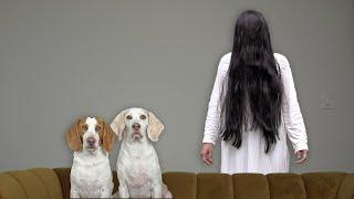 Dogs vs 'The Ring' Girl Prank: Funny Dogs Maymo & Potpie Play Games with Samara Morgan