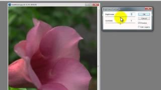 Adobe Photoshop CS5 (Basic Photo Editing: Brightness/Contrast, Crop, Save for Web)