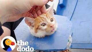 Crying Kitten Was Stuck In A Dumpster | The Dodo