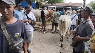 Sebelum di Beli !!! Ada baiknya cek dahulu sapi sebelum di nego dil, ini cara juragan sapi kebumen