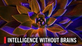 Intelligence Without Brains