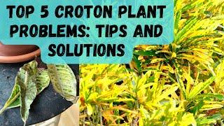 Croton Plants Problems: Tips and Solutions