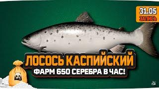 Лосось Каспийский на реке Ахтуба. Фарм 650 в час — Русская Рыбалка 4