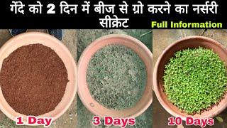 गेंदे को बीज से Grow करने का नर्सरी सीक्रेट ।। Grow marigold From Seeds , 100% Germination