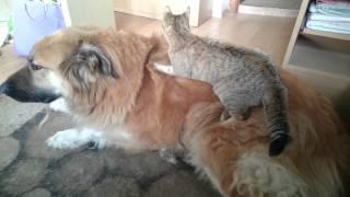 cat and dog - massage