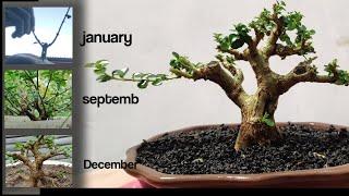 membuat bonsai sancang dari nol