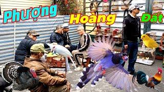 Unique Bird Market - The Largest in Hai Phong, December 8th.