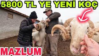 5800 TL YE KOÇ ALDIK~MAZLUM~GECE MESAİSİ DOLU DOLU 12:00  05:00~İSTİRİDYE MANTARI