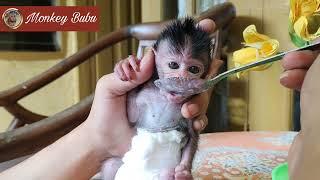Baby monkey eats very greedily