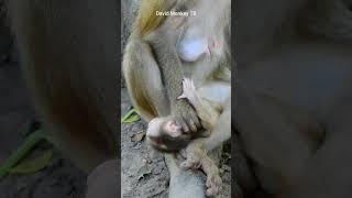 Mom rejected milk on baby monkey crying so loudly