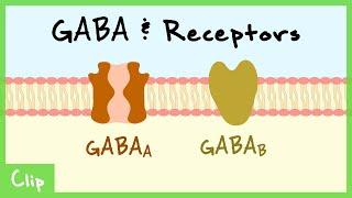 GABA Transmitter System & Synaptic Inhibition Explained (Shunting Inhibition, GABAa, GABAb) | Clip