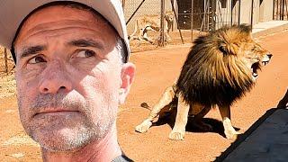 Old LIONS and Naughty HYENAS Make My Life Difficult | The Lion Whisperer