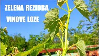 Pljevljenje (Zelena rezidba) vinove loze