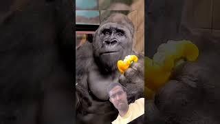 #funny @#gorila#asatail #monkey #gorilla #americasgottalentfinale #dance #animals #youtube