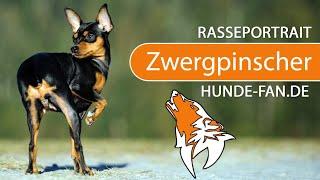 ► Miniature Pinscher [2019] History, Appearance, Temperament, Training, Exercise, Care & Health