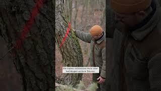 Was bedeuten diese Zeichen im Wald - Forst erklärt