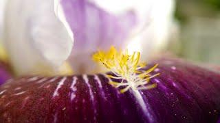 The Ultimate Guide to Phone Macro Photography with Moment Macro Lens