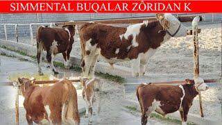 TOZALIDAN SIMMENTAL BUQALAR SIDATI ZÔRIDAN  +998 97-742-11-30