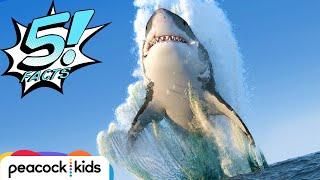 5 Facts about Sharks That Will Make Your JAWS Drop | 5 FACTS | Learn #withme