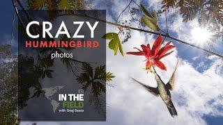 Hummingbird Photography -- In the Field with Greg Basco