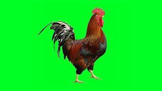 Chicken Green Screen Animation Effect | Chicken Dance Video | Free Use (2021)