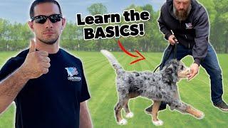 Learn the Dog Training Basics!