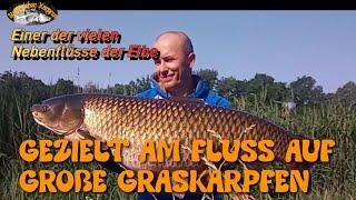 Gezielt auf große Graskarpfen am Fluss 25kg Karpfen !!!