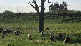 Kaka,MIT, puka and other monkeys chances of returning home | visitation to terre de singes sanctuary