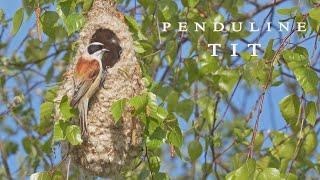 Penduline tit birds building a hanging nest