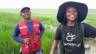 Life of a Young Farmer in Ghana | Agrokings Rice Farm in Kasunya