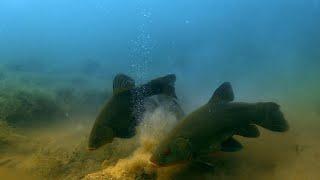 Линь / Подводная съемка / Tench Underwater