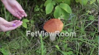 Female hands is touching orange-cap boletus in a green grass