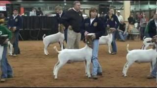 Sure Champ - Wether Goat - Oklahoma Youth Expo