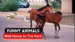 Funny Animal Videos _ Wild Horses In The Park (Whir Latandrank)